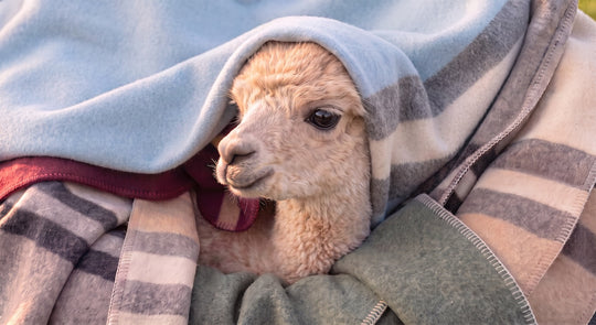 Alicia Adams Alpaca 82% off deal banner